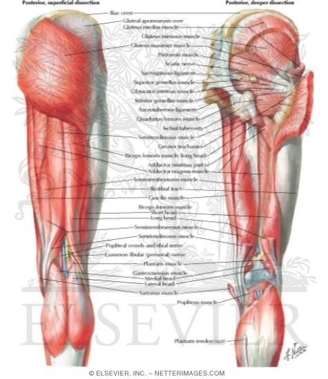Muscles of Back of Hip and Thigh
Muscles of Hip and Thigh: Posterior Views 