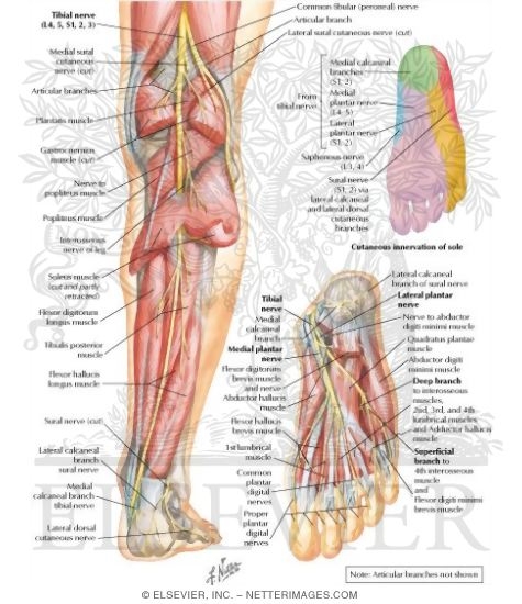 Tibial Nerve Innervation. Tibial Nerve (L4, L5; S1, S2,