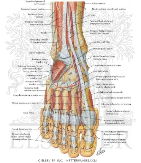 of sympathetic nerve leg 2011