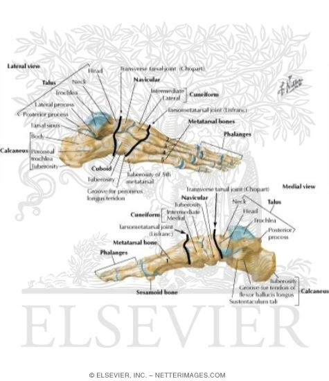 Bones of Foot