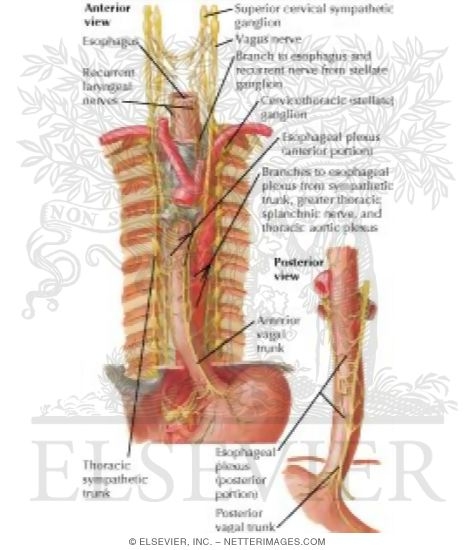 Innervation of Esophagus