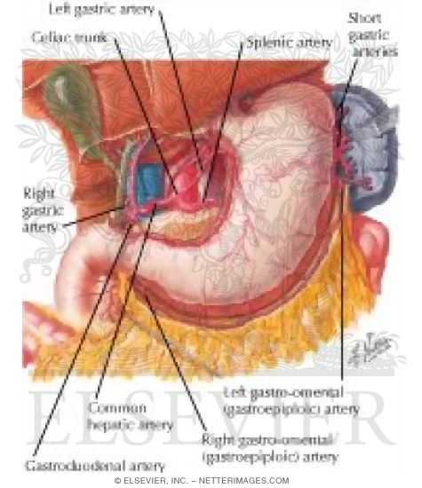 arteries stomach