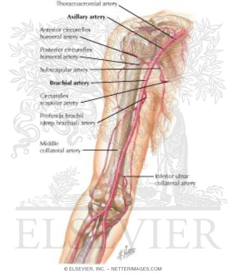 Arterial Anastomoses Around the Elbow