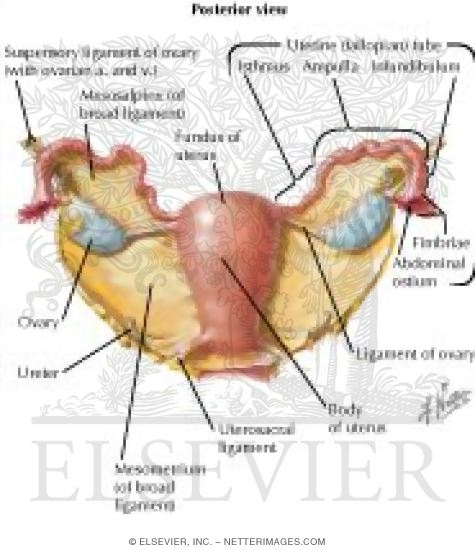 Uterus and Adnexa