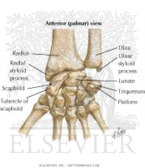 Carpal Bones