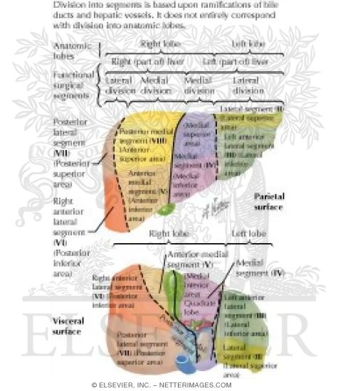 Watermarked preview of labeled image: Liver Segments and Lobes