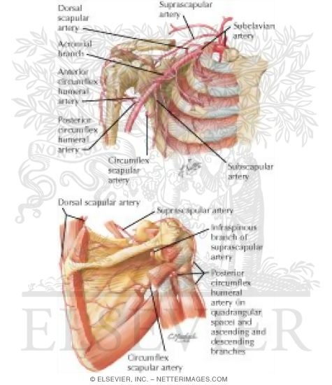 Axillary Artery and Anastomoses Around Scapula