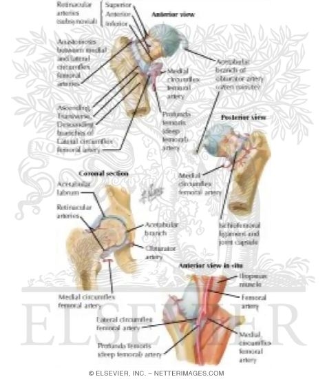 arteries in neck and head. Arteries of Femoral Head and