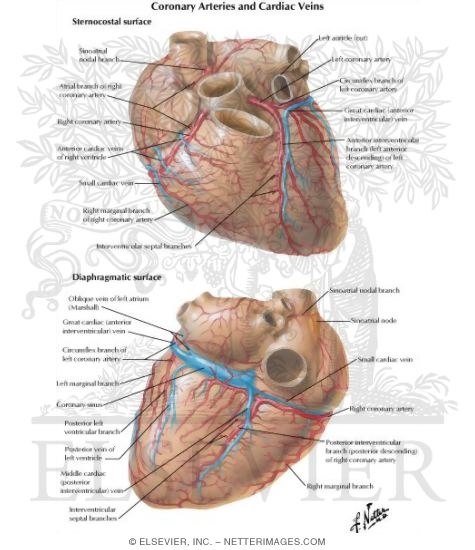 human veins and arteries diagram. 2010 cat veins and arteries human veins and arteries diagram. cat veins and
