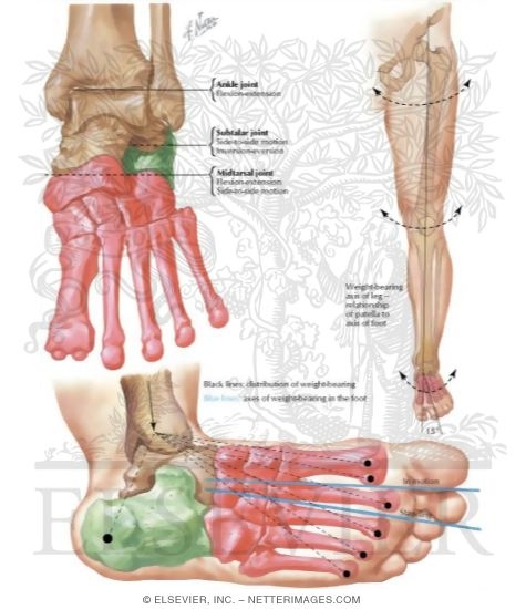 Motion in Foot and Distribution of Weight