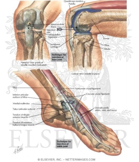 The Knee - The Ankle
