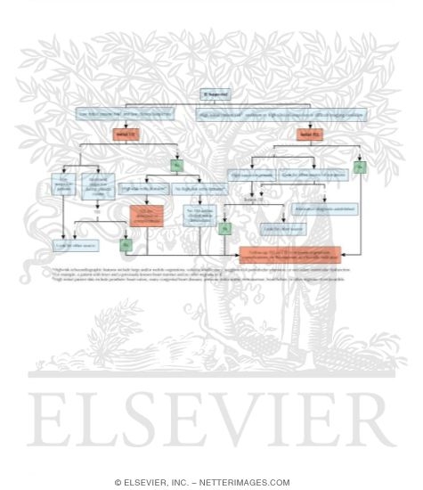 Echocardiography In the Diagnosis and Management of Infective Endocarditis (IE)