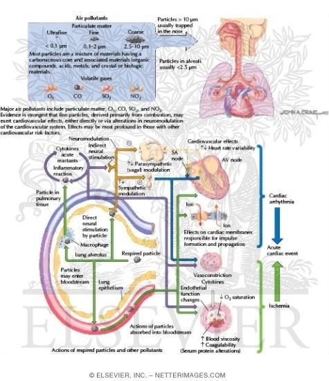 Cardiovascular Effects of Air Pollutants