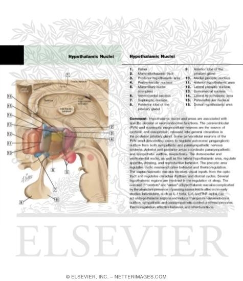 Schematic Reconstruction of Hypothalamus (Three-Dimensional)