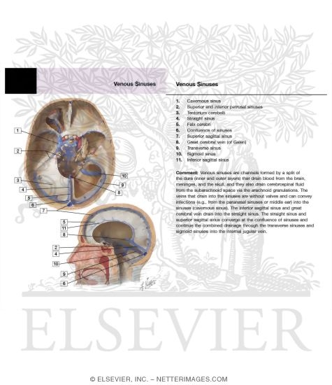 Venous Sinuses