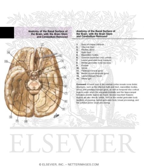 Cerebrum: Inferior View Inferior Surface of Brain