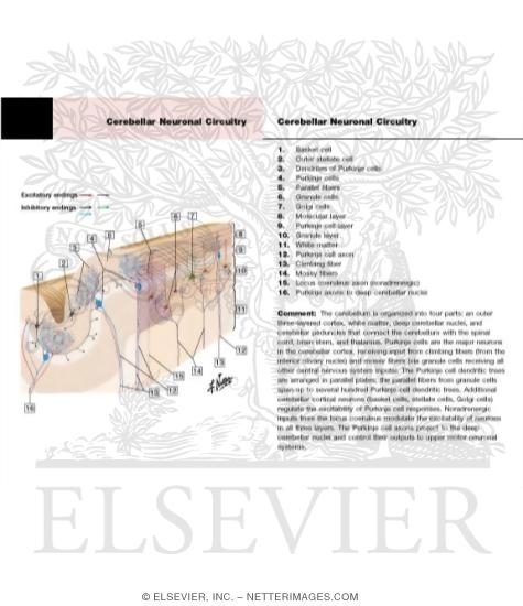 Cerebellar Cortex