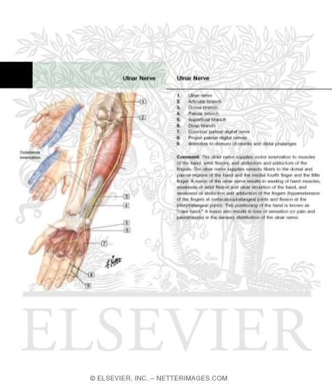 Ulnar Nerve