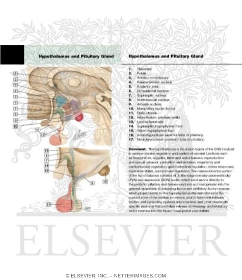 hypothalamus and pituitary gland. Hypothalamus and Pituitary