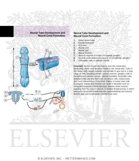 Neural Tube Development and Neural Crest Formation