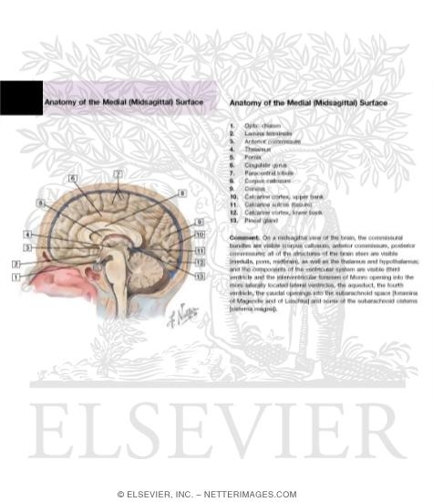 Anatomy of the Medial (Midsagittal) Surface of the Brain In Situ