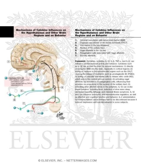 Mechanisms of Cytokine Influences on the Hypothalamus and Other Brain Regions and on Behavior