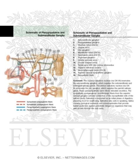 Submaxillary Ganglion