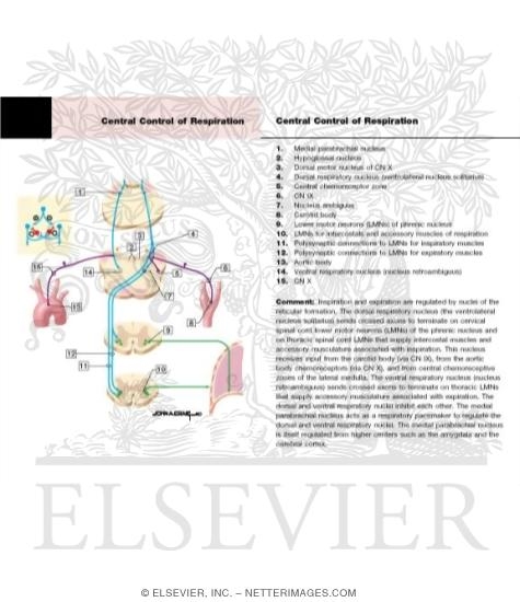 Central Control of Respiration