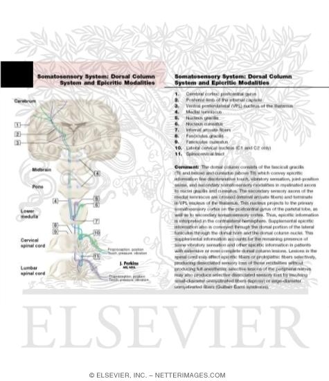 Somatosensory System: The Dorsal Column System and Epicritic Modalities
