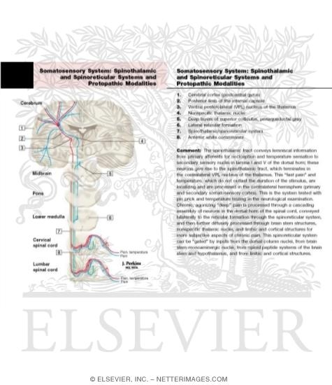 Somatosensory System: The Spinothalamic and Spinoreticular Systems and Protopathic Modalities