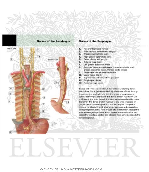 Innervation of Esophagus