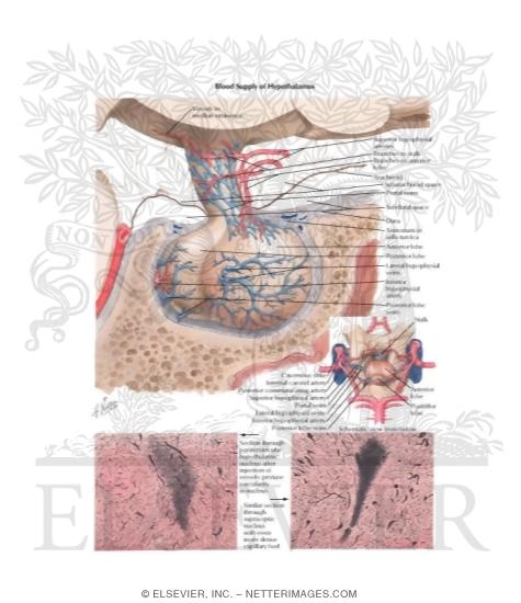 Blood Supply of Hypothalamus - Vascular Relation to Hypophysis