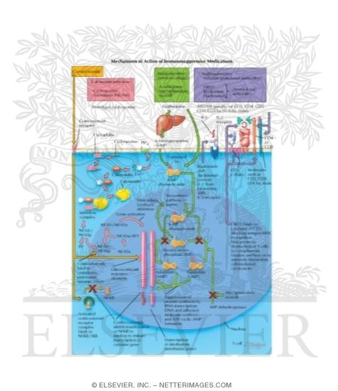Mechanisms of Action of Immunosuppressive Medications