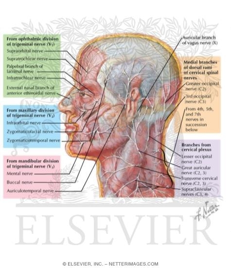 nerves on face