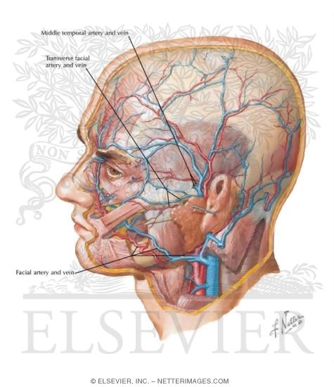arteries in neck and head. Arteries and Veins of the
