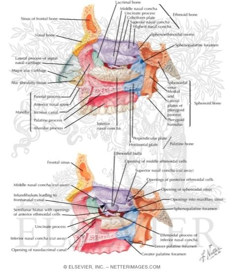 Nasal Fossa