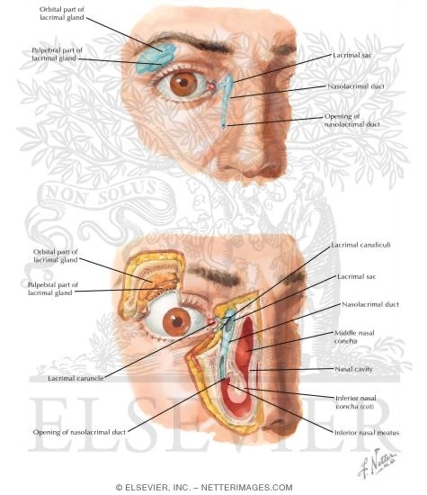 Lacrimal Apparatus