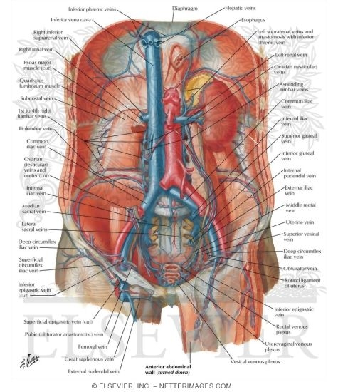 circulatory system diagram not labeled. circulatory system diagram not labeled. circulatory system diagram