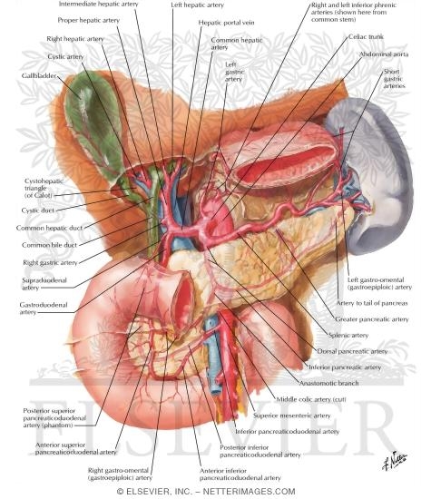 Arteries of Liver, Pancreas, Duodenum, and Spleen
