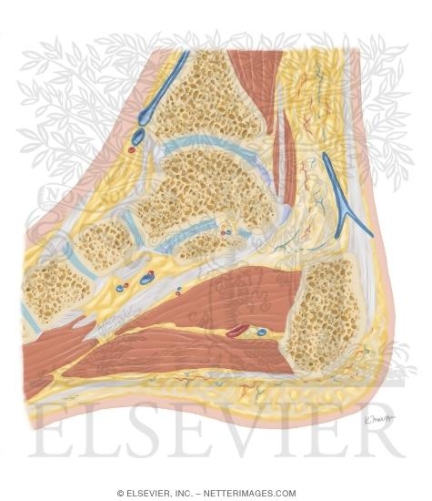 Cross Section of the Ankle and Foot: Sagittal View