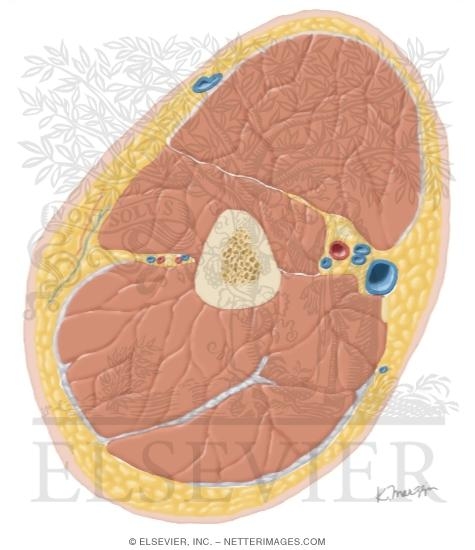 Cross Section of the Arm: Axial View