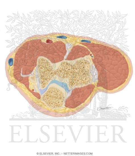 Cross Section of the Elbow: Axial View