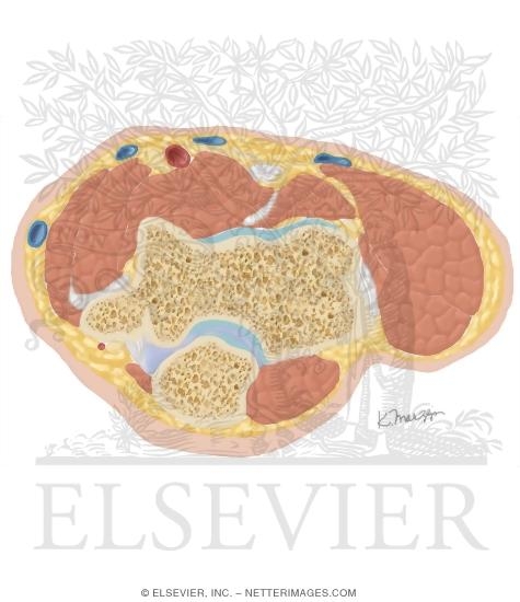 Cross Section of the Elbow: Axial View