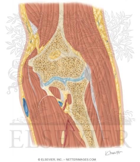 Cross Section of the Elbow: Coronal View