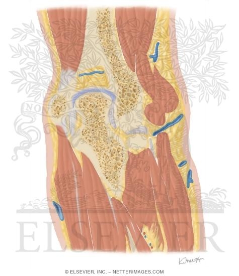 Cross Section of the Elbow: Coronal View