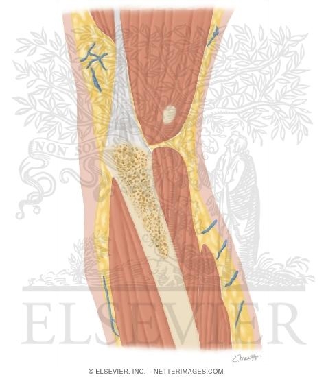 Cross Section of the Elbow: Coronal View