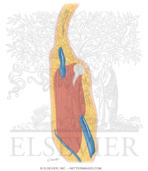 Cross Section of the Elbow: Sagittal View