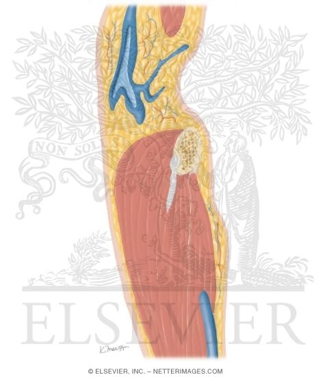 Cross Section of the Elbow: Sagittal View