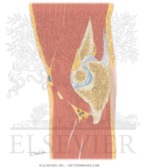 Cross Section of the Elbow: Sagittal View