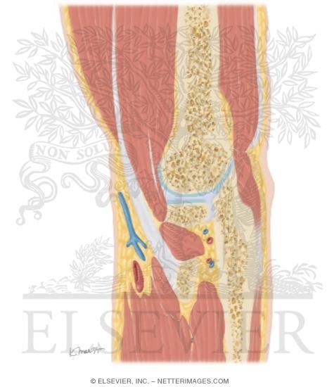 Cross Section of the Elbow: Sagittal View
